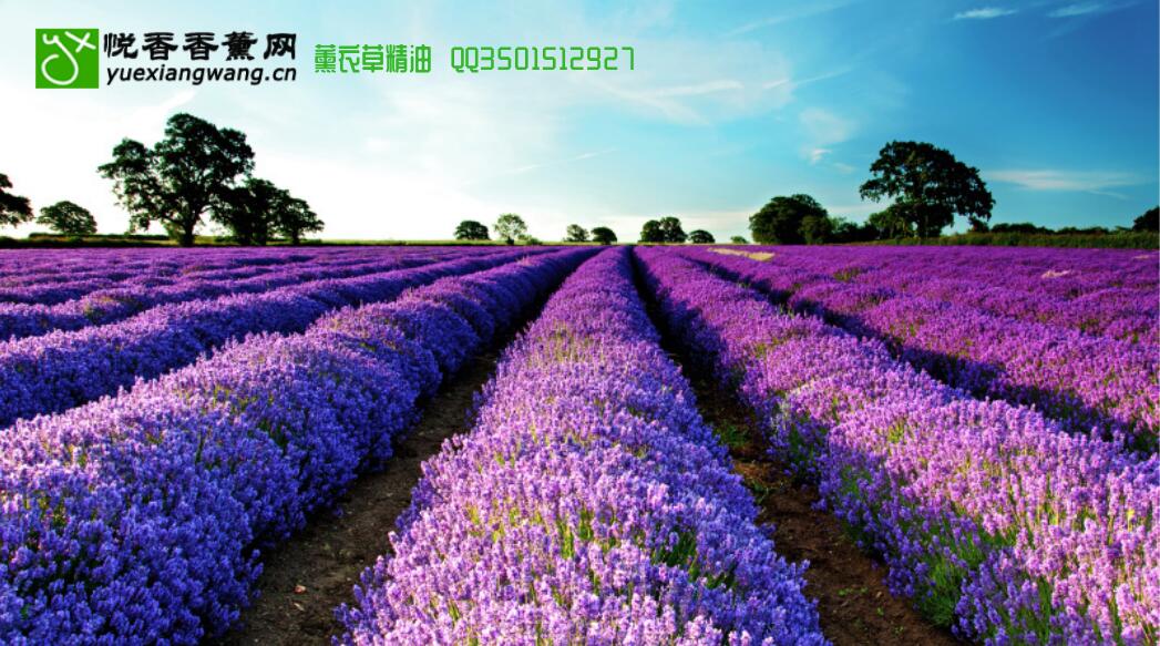 薰衣草精油——Lavender不可方物的香草美人!