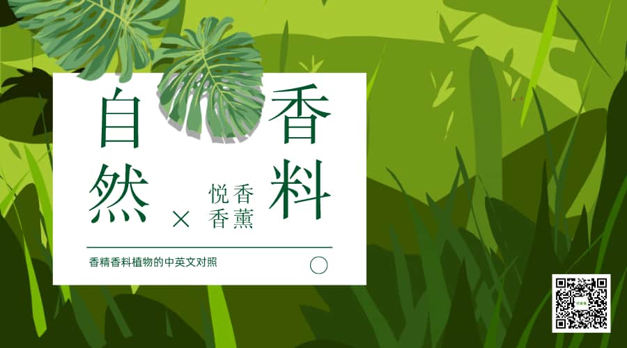 可以生产香精香料的植物有哪些?分享中英文对照的香精油介绍
